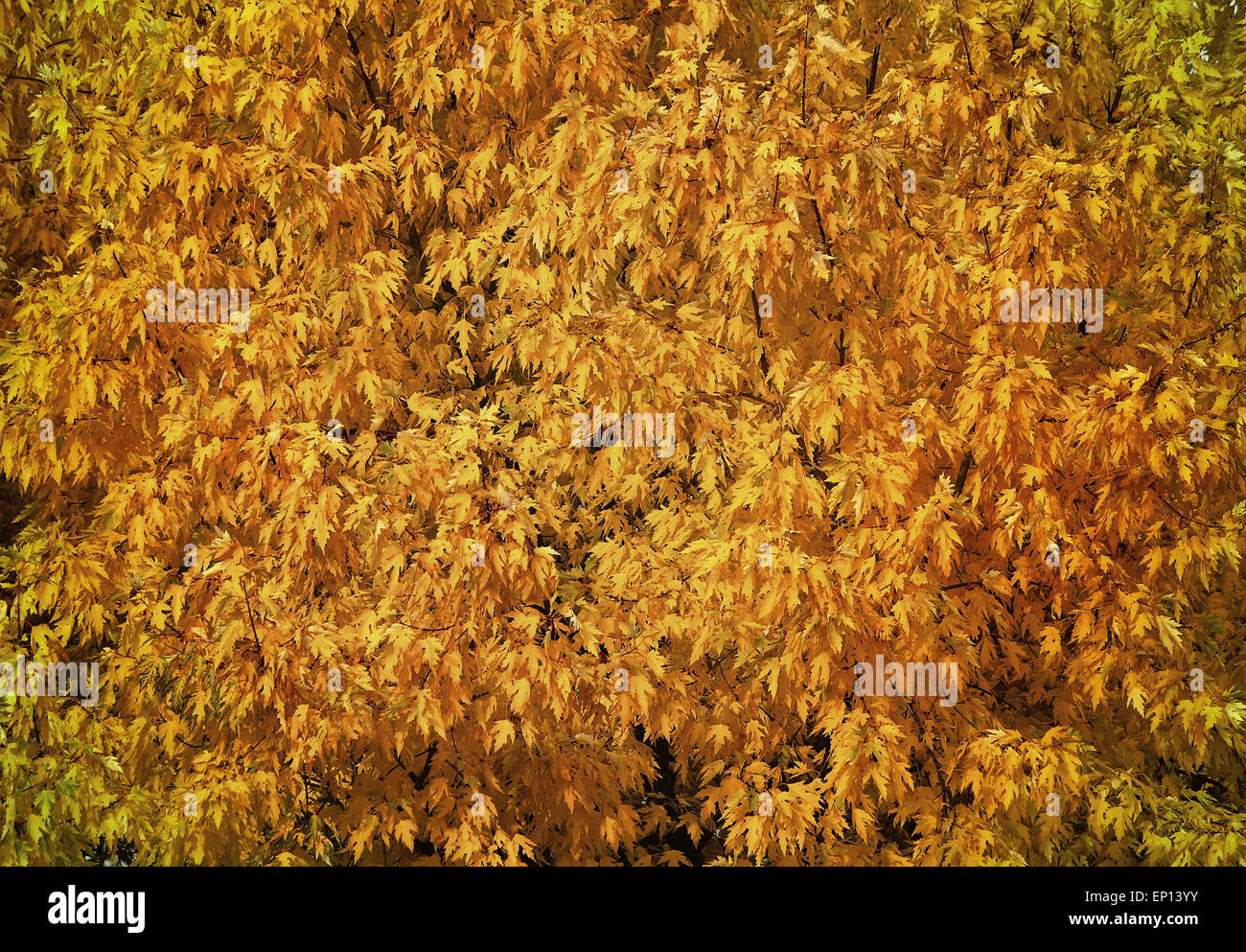 Fragment of the thick crown of a tree in autumn with a lot of leaves of ...