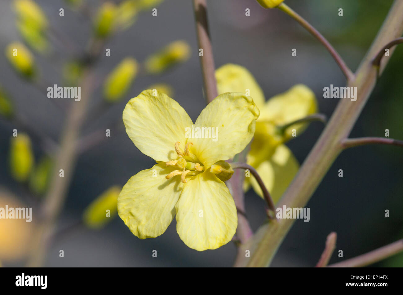 Locally common on the cliff tops of Dover Wild Cabbage is a nationally scarce plant - close up of a flower Stock Photo