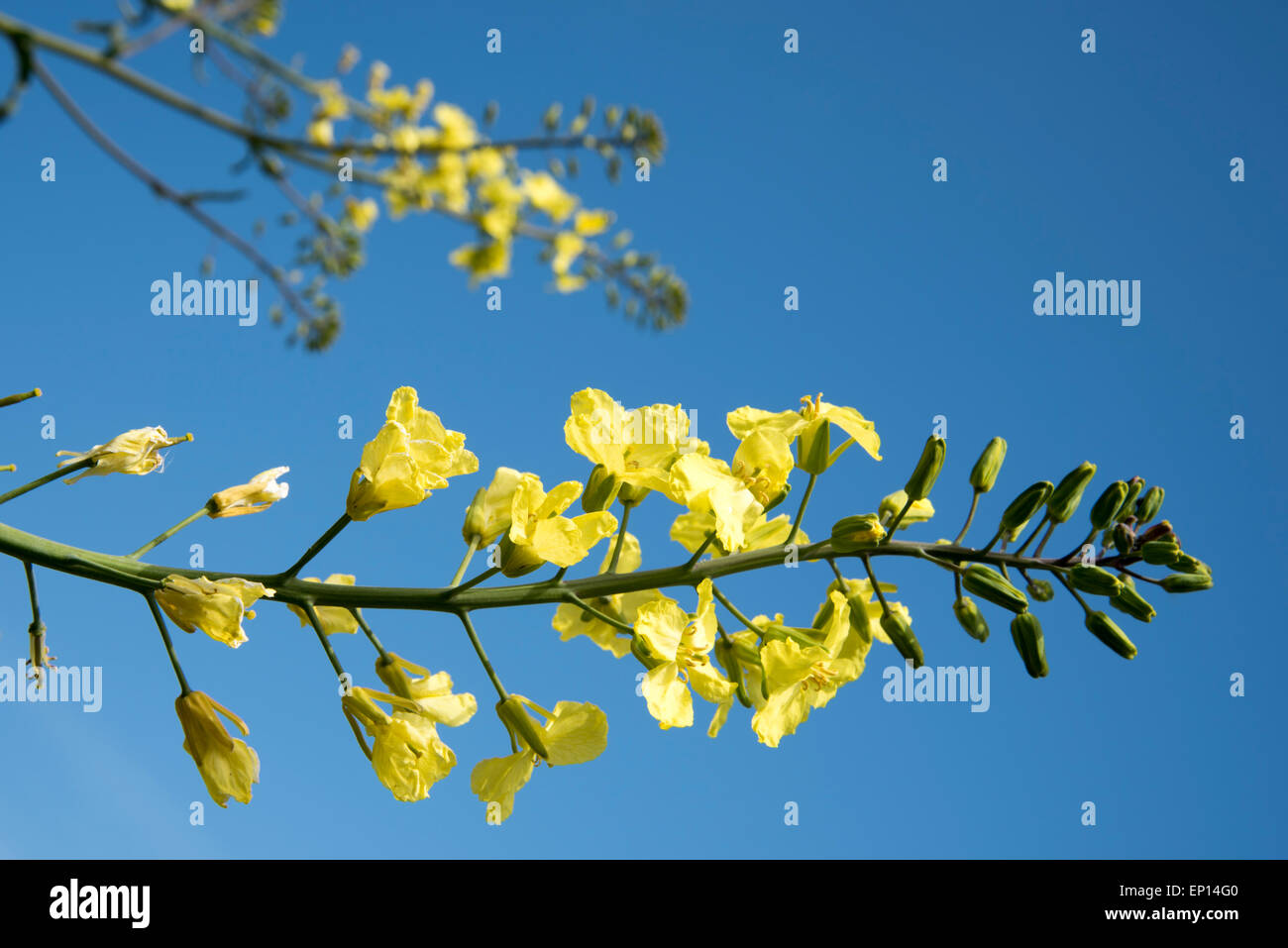 Locally common on the cliff tops of Dover Wild Cabbage is a nationally scarce plant - close up of flower stem Stock Photo