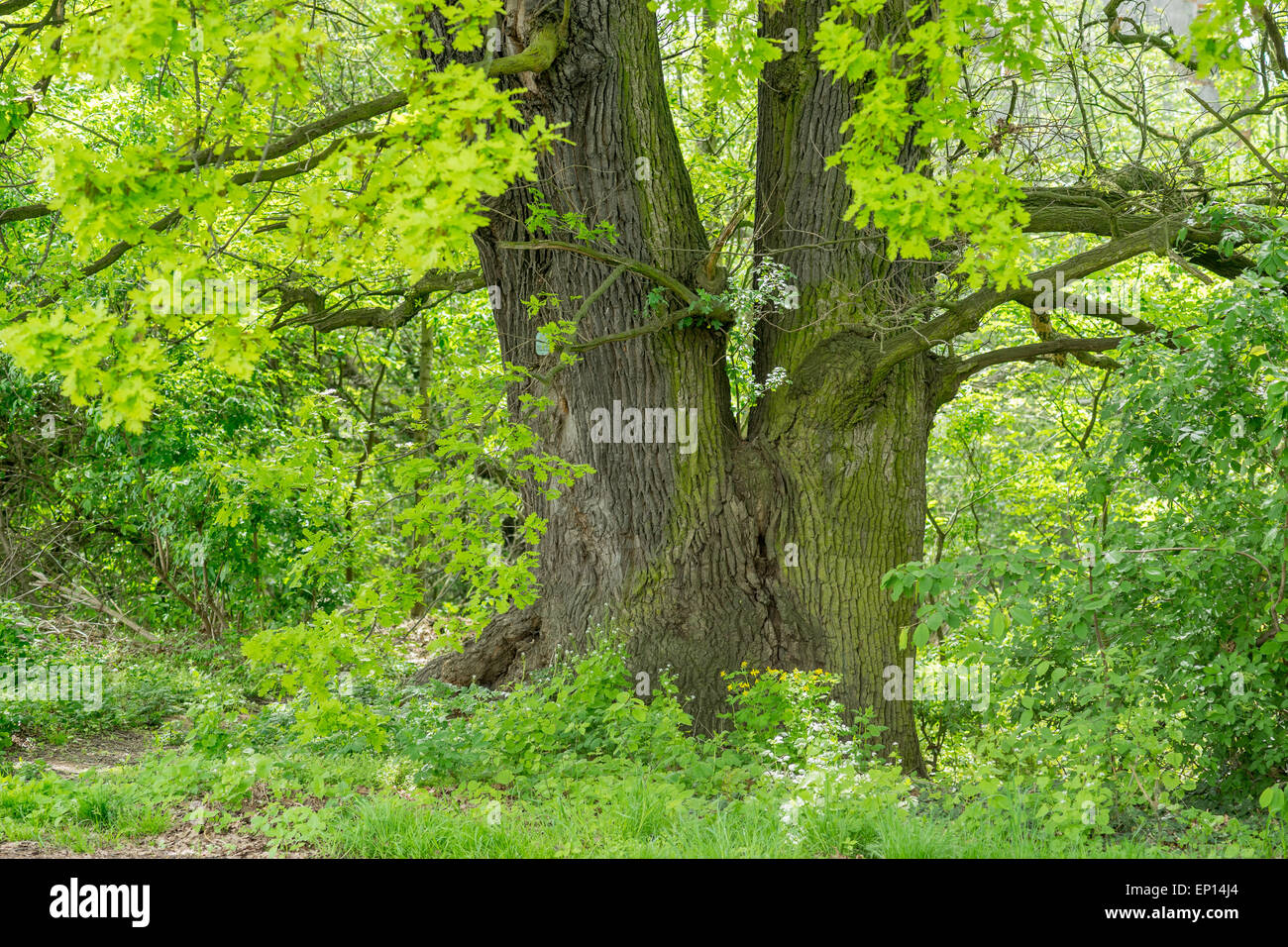 Old oak tree budding in the spring Quercus robur Stock Photo Alamy