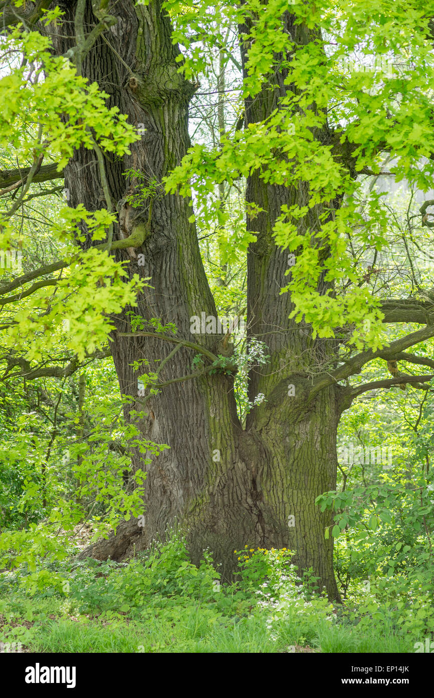 Oak Tree In Spring