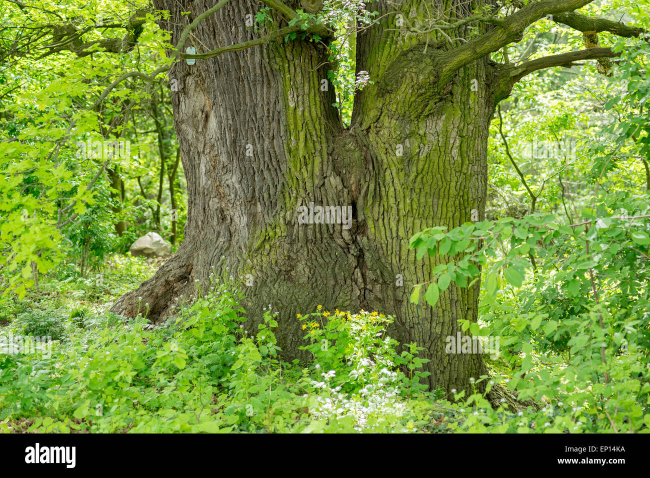 Old oak tree budding in the spring Quercus robur Stock Photo Alamy