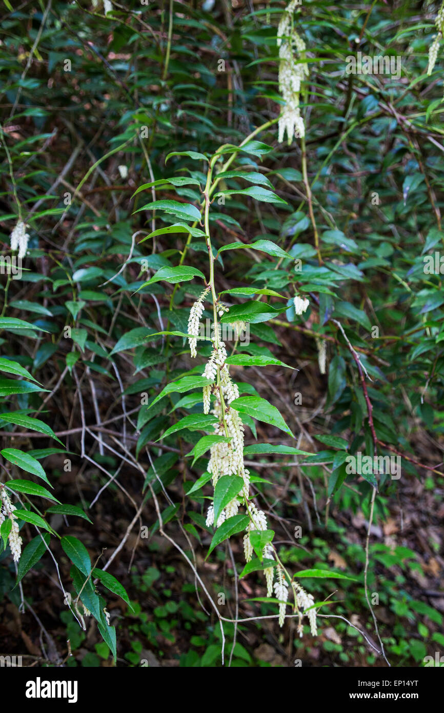 Dog-hobble shrub, Smith Creek, Anna Ruby Falls, Chattahoochee-Oconee National Forest, Georgia, USA Stock Photo