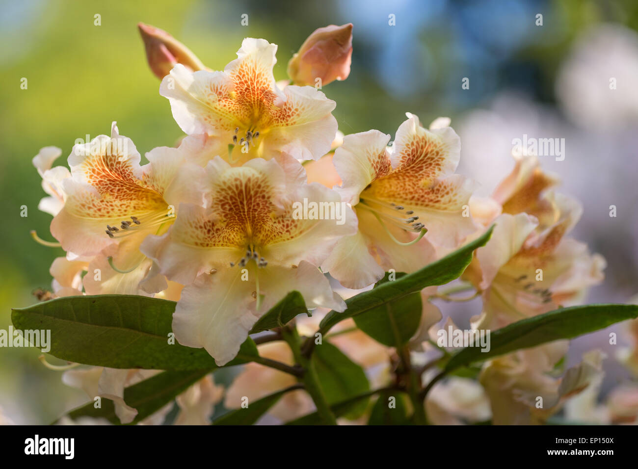 Rhododendron Dichroanthum Hybridum Bernstein yellow brown flowers Stock Photo