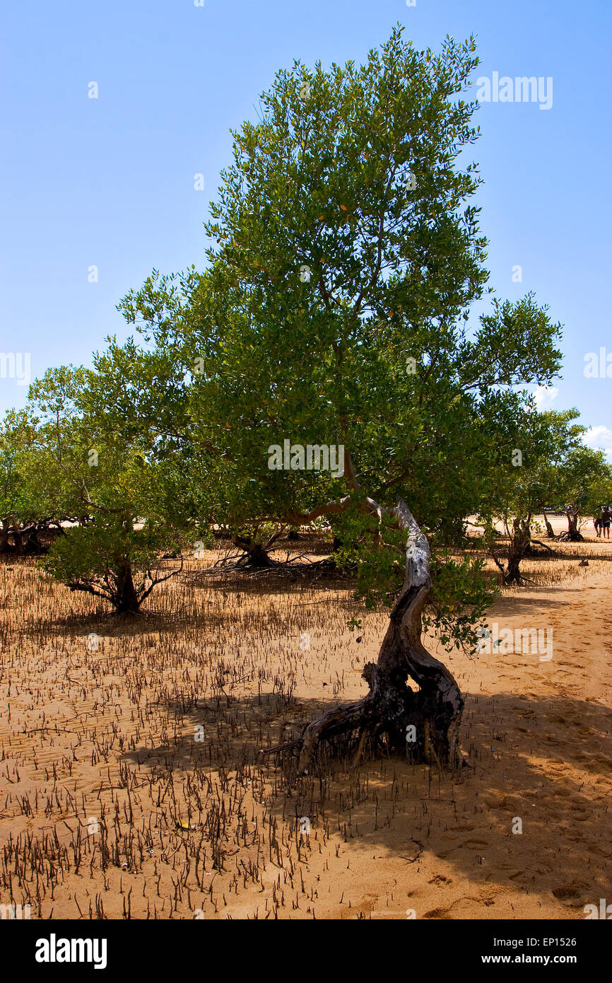 tree in the lokobe reserve in the coast of madagascar Stock Photo