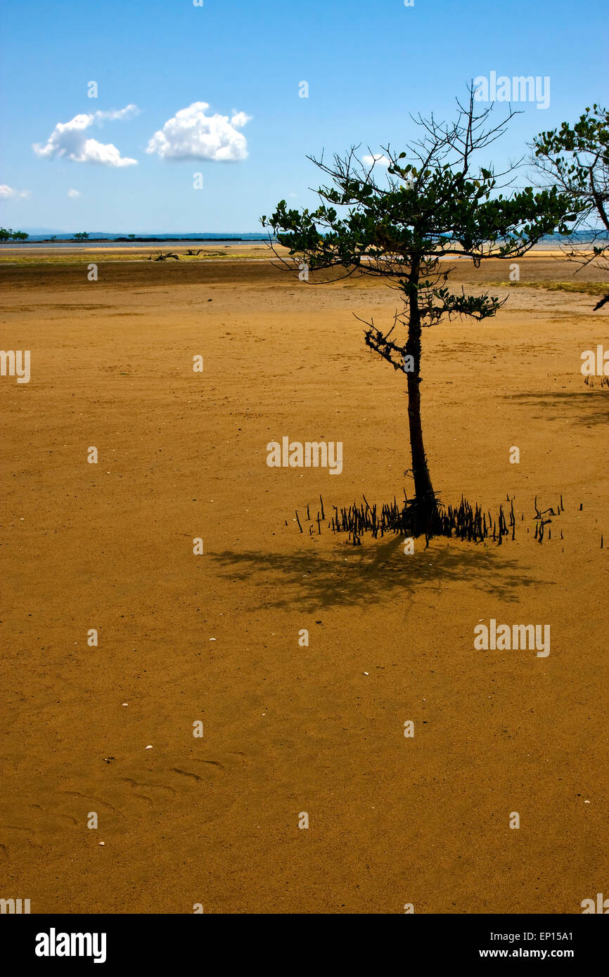 tree in the lokobe reserve in the coast of madagascar Stock Photo