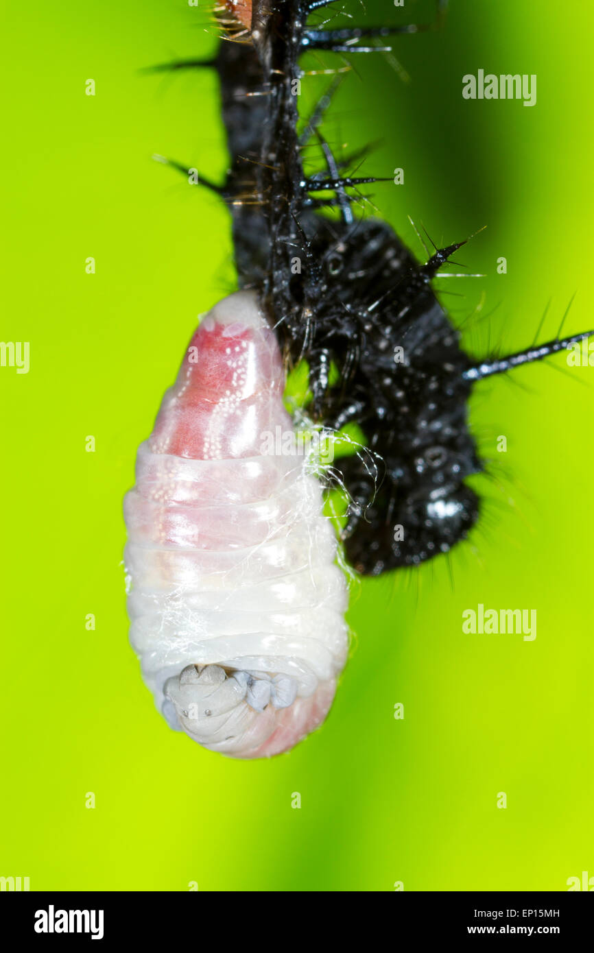 Parasitic Ichneumon wasp (Ichneumon sp.) larva spinning cocoon after leaving body of Peacock butterfly (Aglais io) larva host. Stock Photo