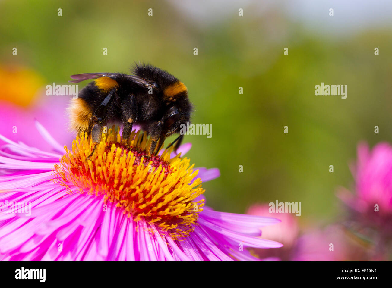 Buff-tailed Bumblebee (Bombus terrestris) new queen feeding on Michealmas Daisy (Aster sp.) flowers in garden, Powys, Wales. Stock Photo