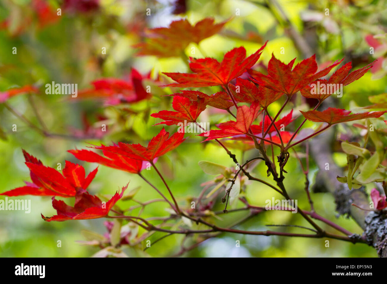Siebold's Maple (Acer sieboldianum) leaves on a tree turning red in Autumn. Herefordshire, England. September. Stock Photo
