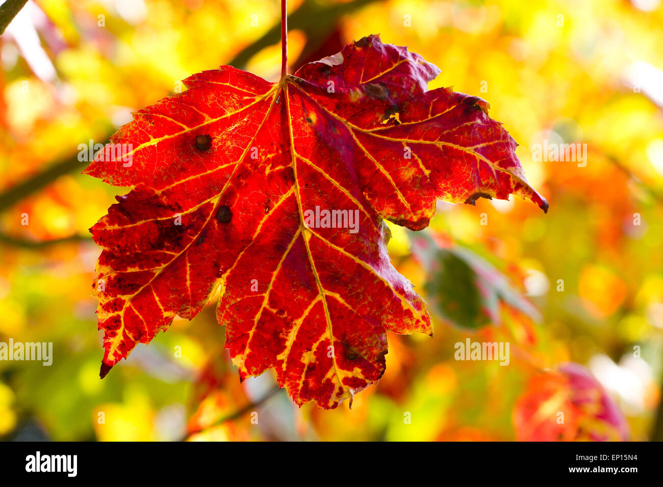 Red Maple (Acer rubrum) leaves on a tree turning red in Autumn. Herefordshire, England. September. Stock Photo