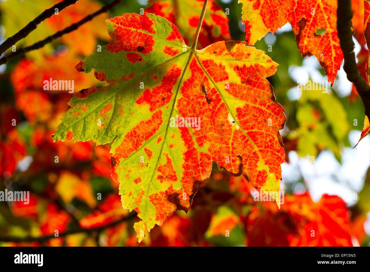 Red Maple (Acer rubrum) leaves on a tree turning red in Autumn. Herefordshire, England. September. Stock Photo