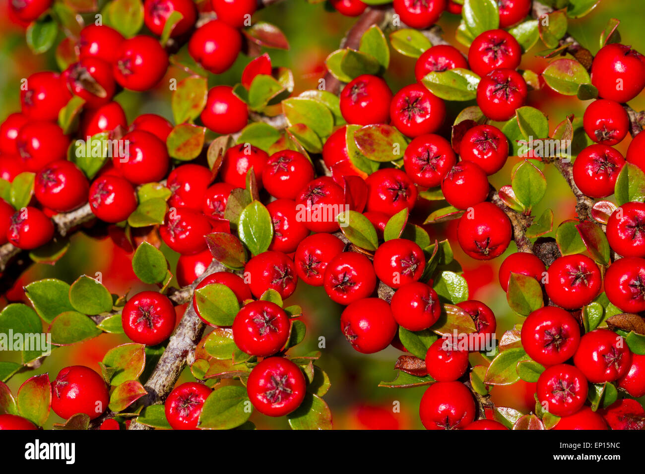 Wall Cotoneaster (Cotoneaster horizontalis) ripe berries on a shrub in a garden. Powys, Wales. October. Stock Photo