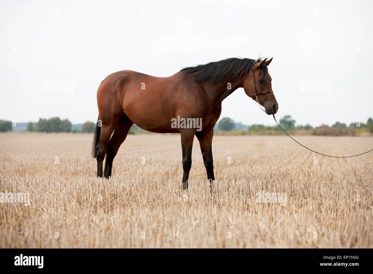 Bay Horse Standing Isolated White Background Stock Photo by ©kwadrat70  206585414