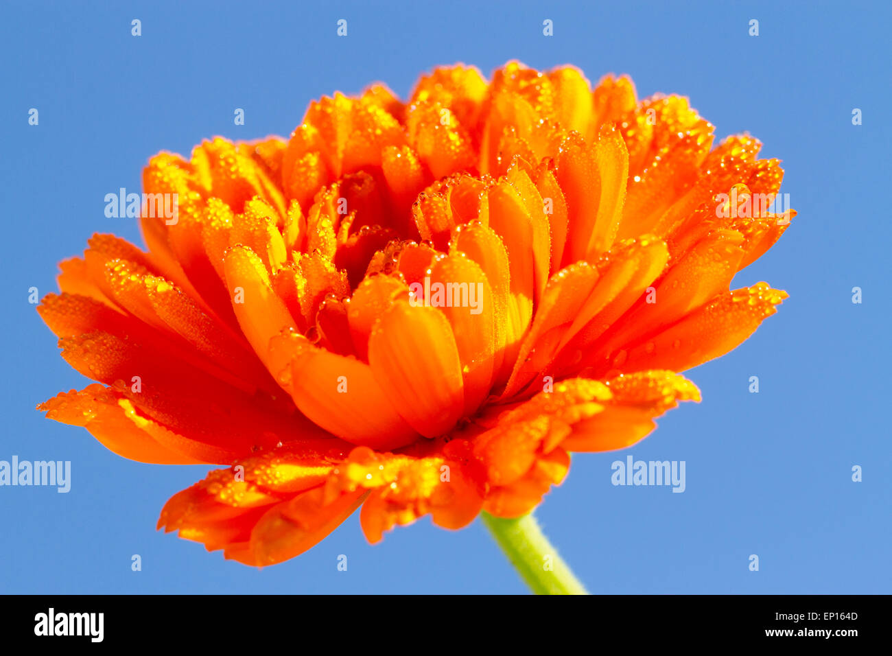 Pot Marigold (Calendula sp.) close-up of a flower covered in dew. Garden variety. Powys, Wales. October. Stock Photo