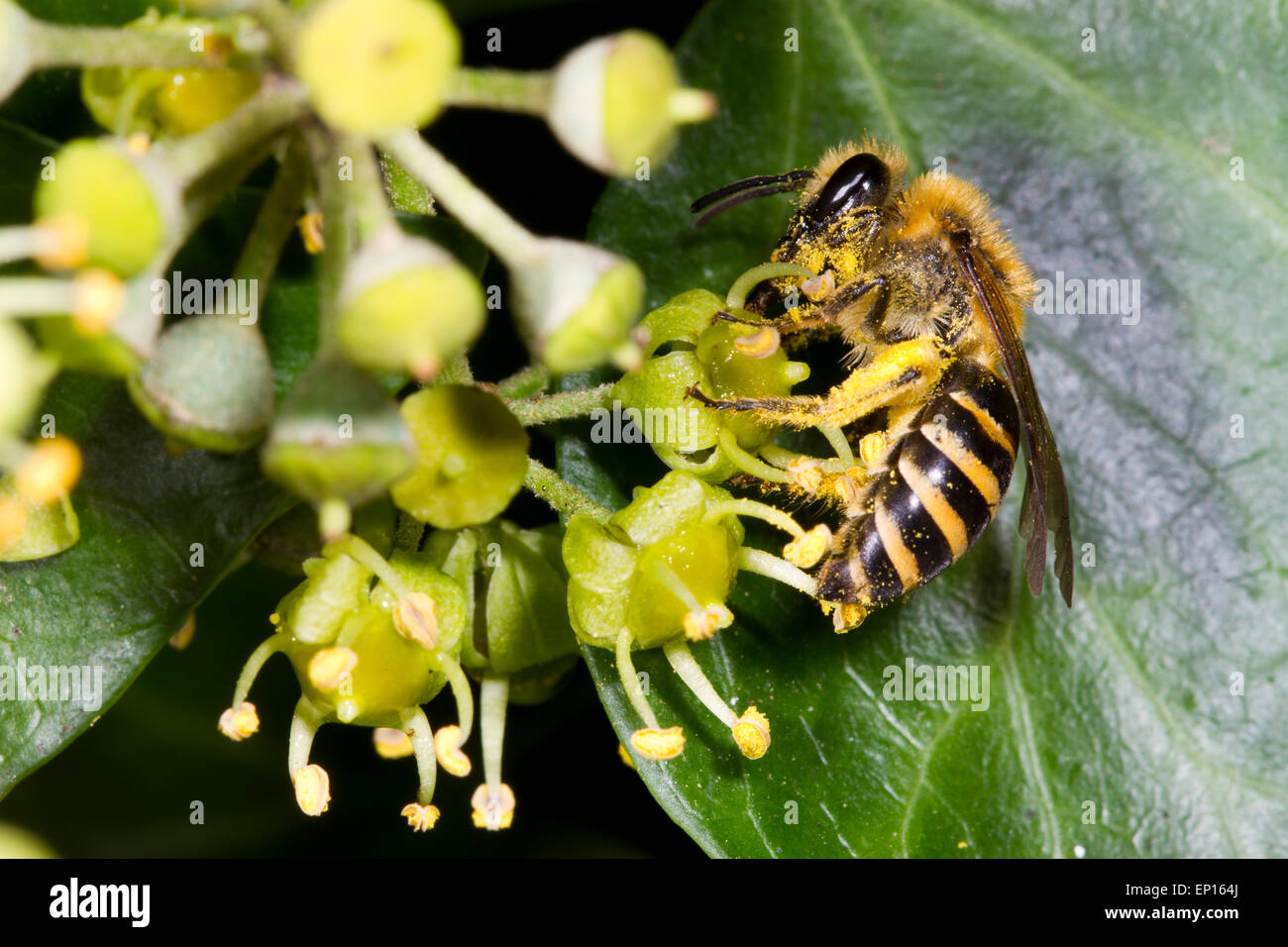 Ivy Bee (Colletes hederae) adult female feeding on common ivy (Hedera helix) flowers. Seaford, East Sussex, England. October. Stock Photo