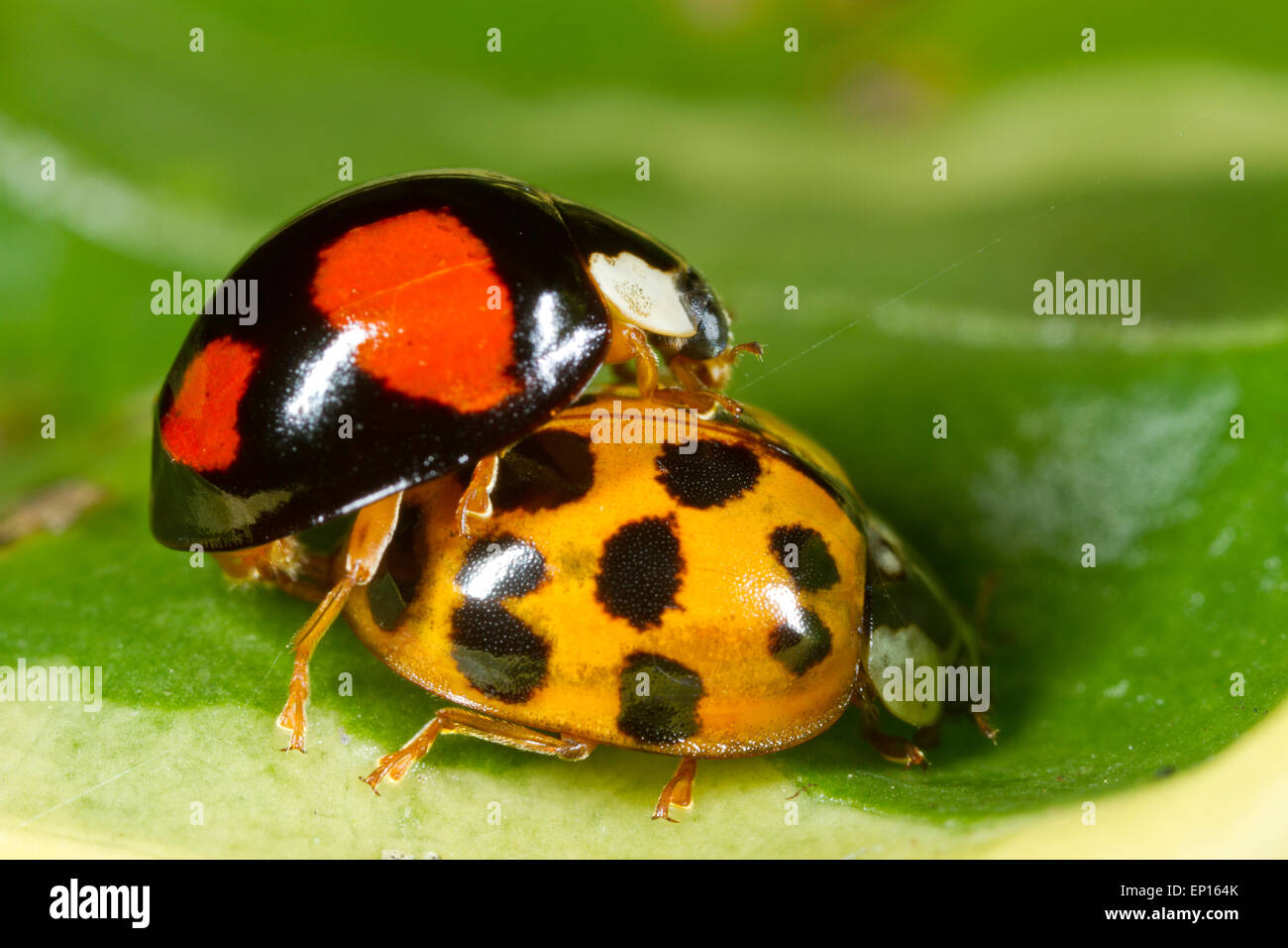 Harlequin Ladybird (Harmonia axyridis) two colour forms mating. Seaford, East Sussex, England. October. Stock Photo