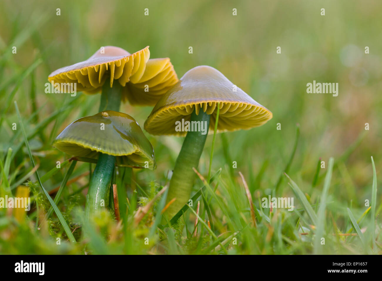 Parrot Waxcap  (Hygrocybe psittacina agg.) fruiting bodies in grassland. Powys, Wales. October. Stock Photo