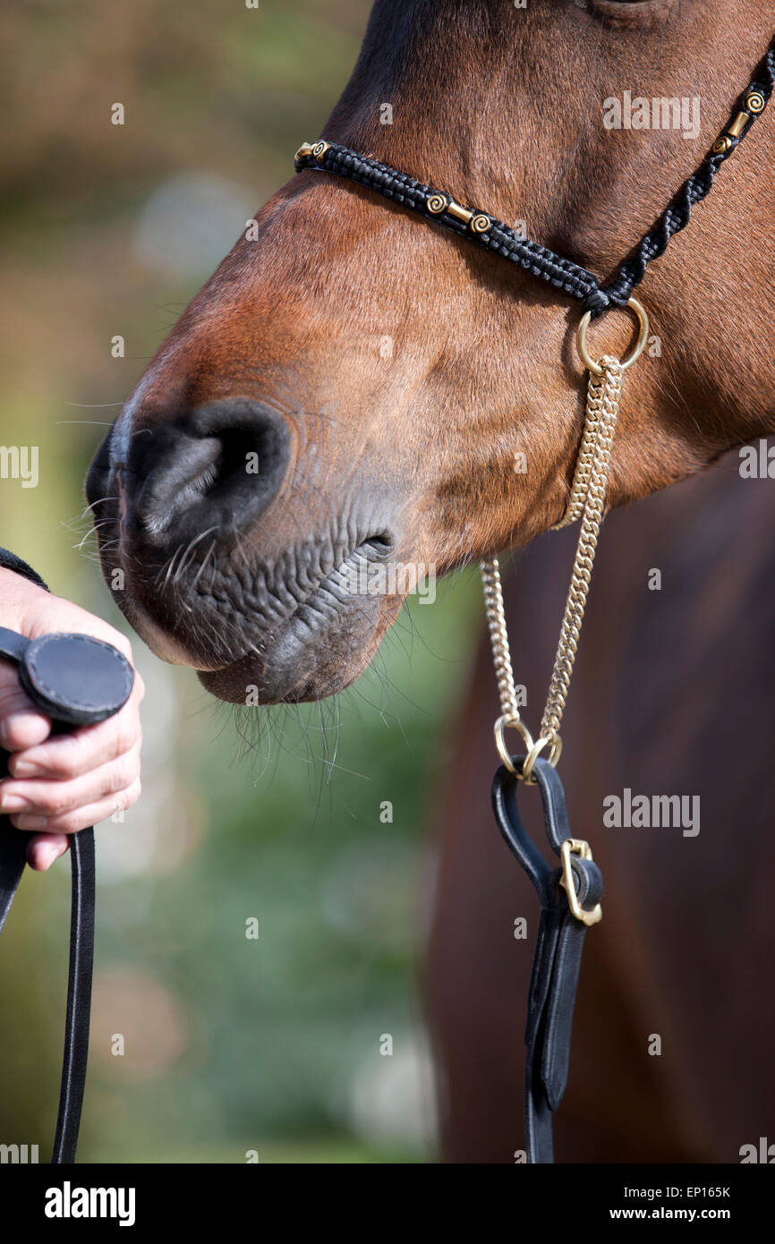 The muzzle of an Arabian show horse, cropped Stock Photo Alamy