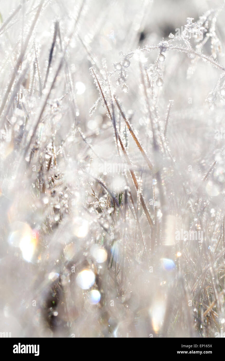 Frost and frozen water droplets on grass. Powys, Wales. January Stock ...