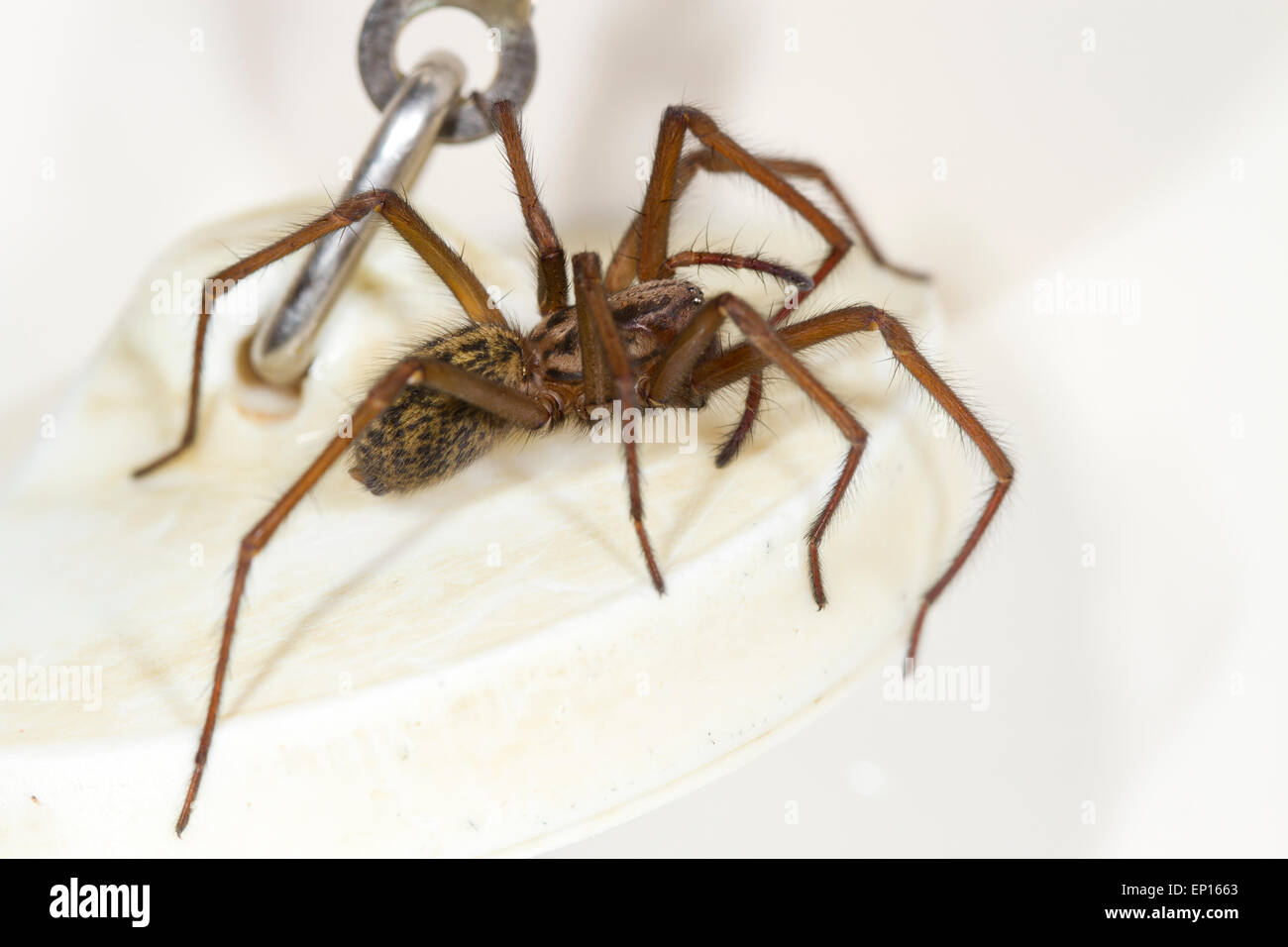 House spider (Tegenaria sp.) adult female in a bath. Powys, Wales. January. Stock Photo