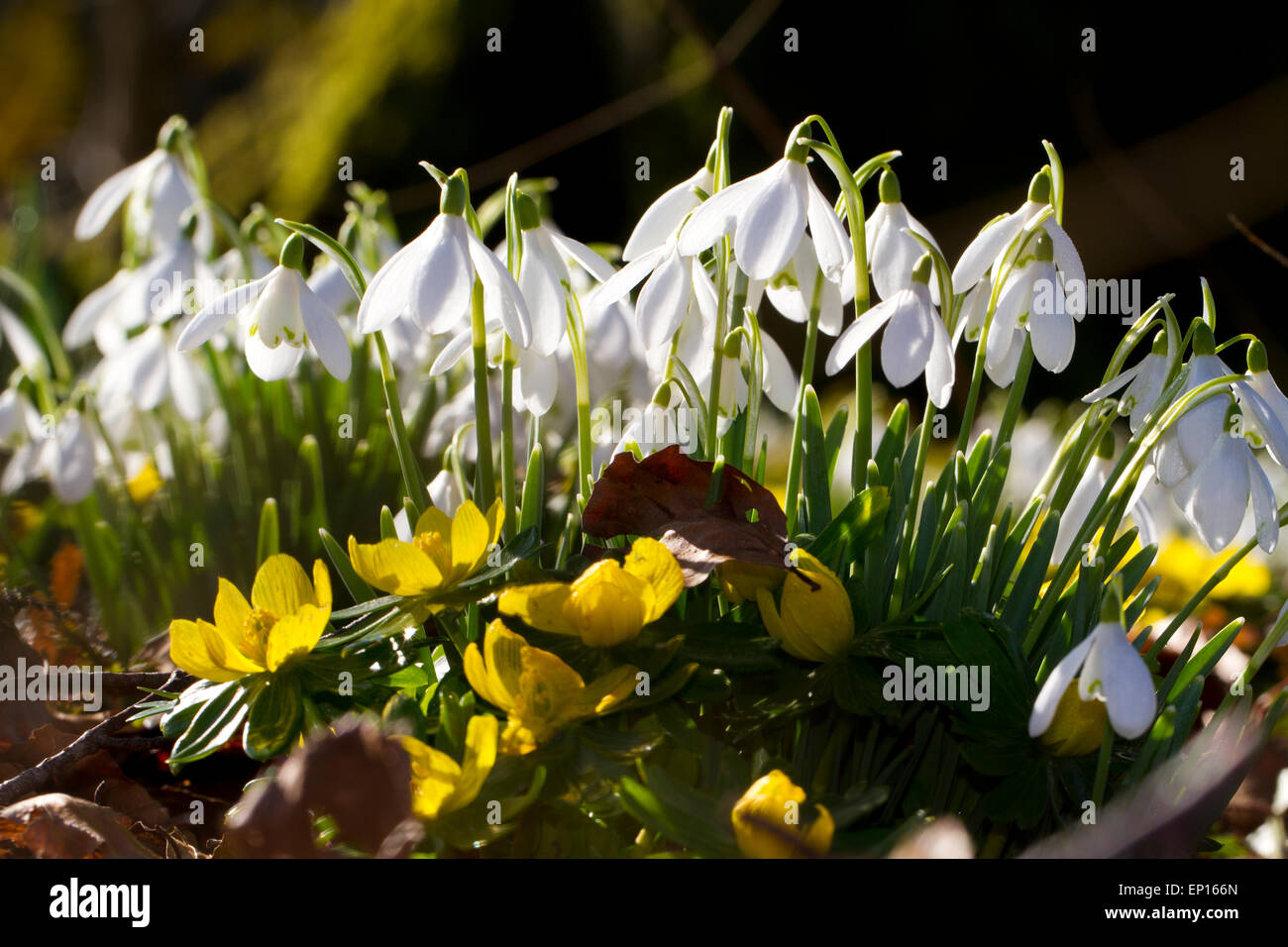 Snowdrops (Galanthus nivalis) and Winter Aconites (Eranthis Cilicica) flowering in a woodland garden. Carmarthenshire, Wales. Stock Photo