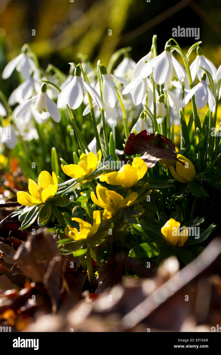 Snowdrops (Galanthus nivalis) and Winter Aconites (Eranthis Cilicica) flowering in a woodland garden. Carmarthenshire, Wales. Stock Photo