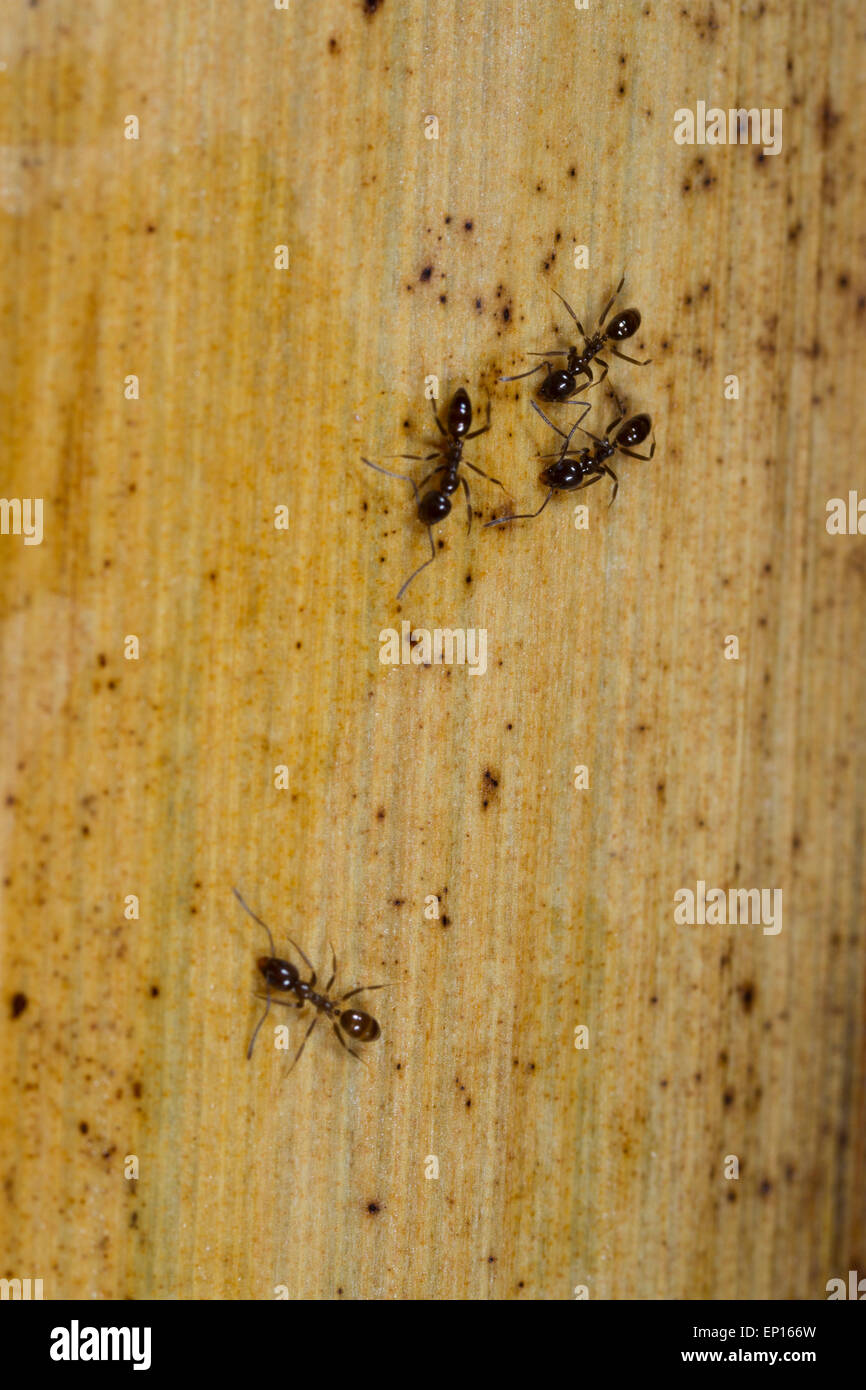 Tropical Inectes Tropical insects hi-res stock photography and images - Alamy