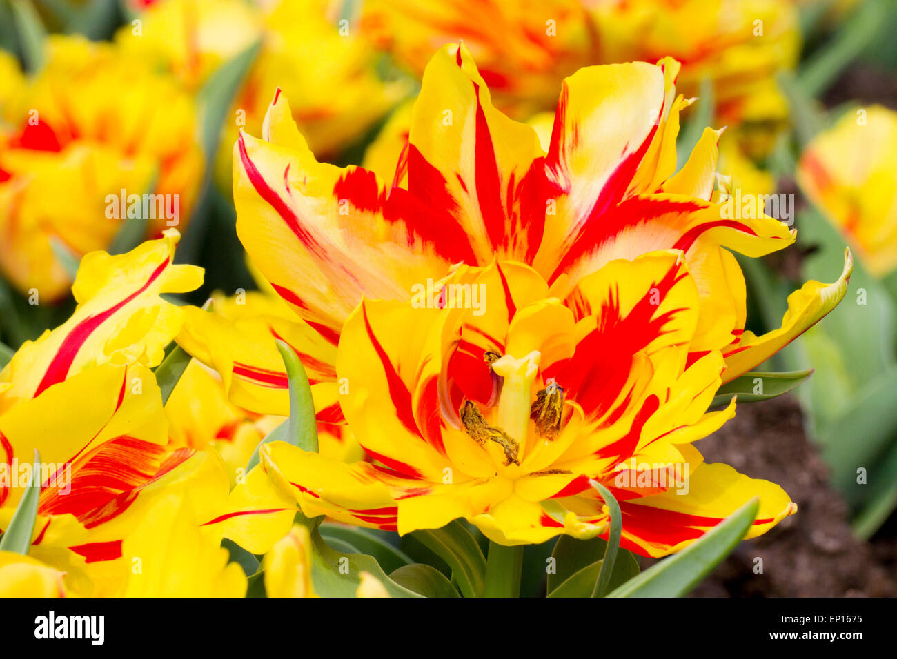Tulip (Tulipa) 'Monsella' flowering in a garden. Cornwall, England. March. Stock Photo