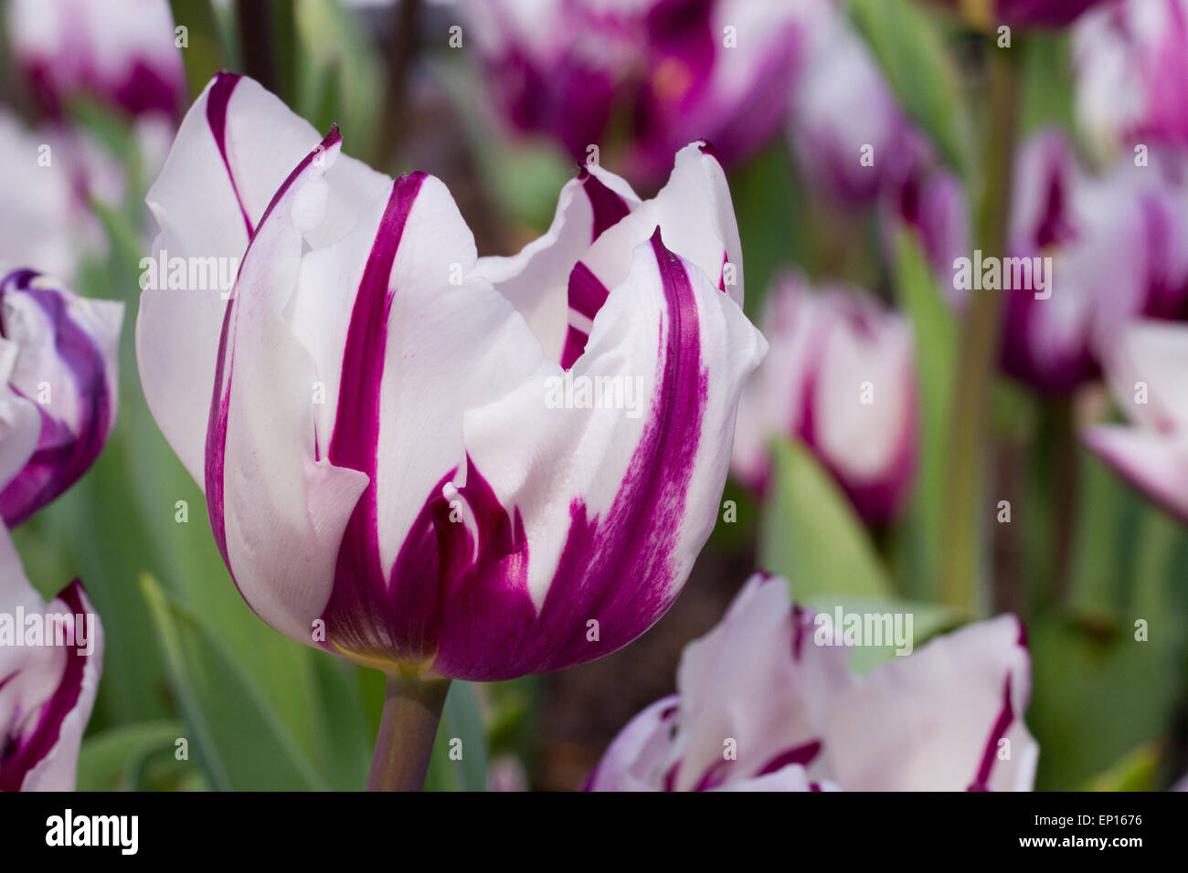 Tulip (Tulipa) 'Zurel' flowering in a garden. Cornwall, England. March. Stock Photo