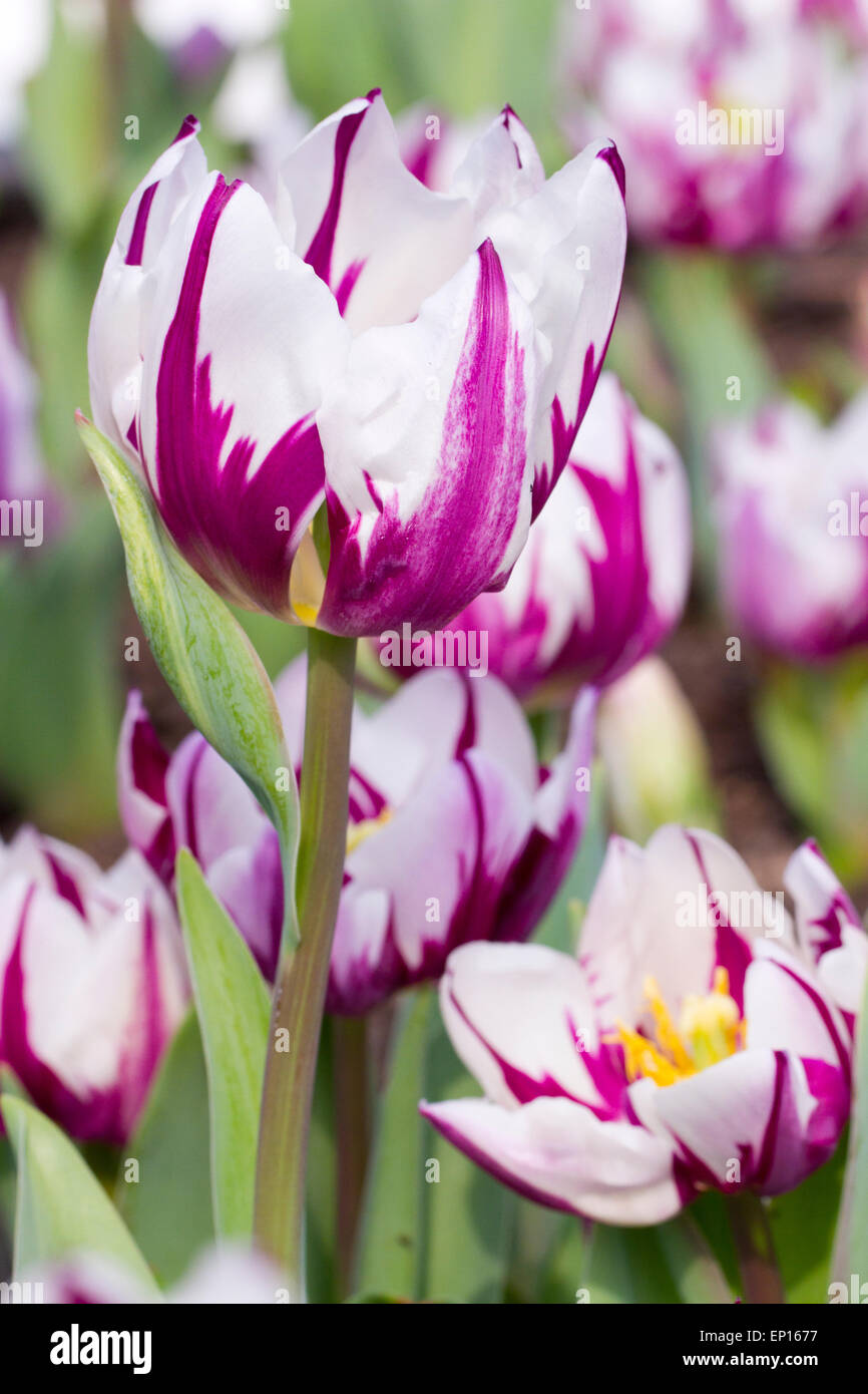 Tulip (Tulipa) 'Zurel' flowering in a garden. Cornwall, England. March. Stock Photo