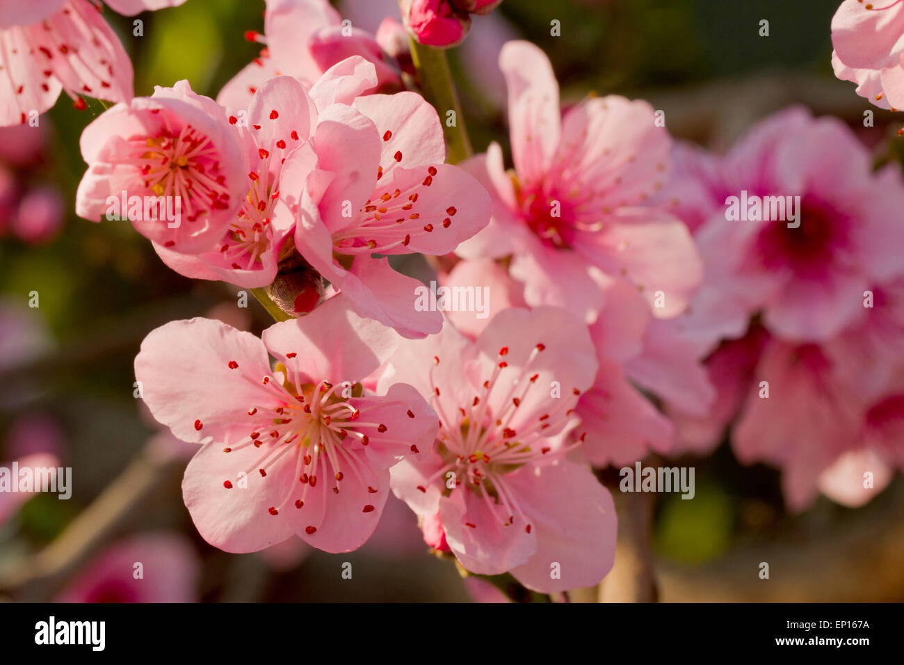 Peach (Prunus persica) flowering in a greenhouse. Cornwall, England. March. Stock Photo