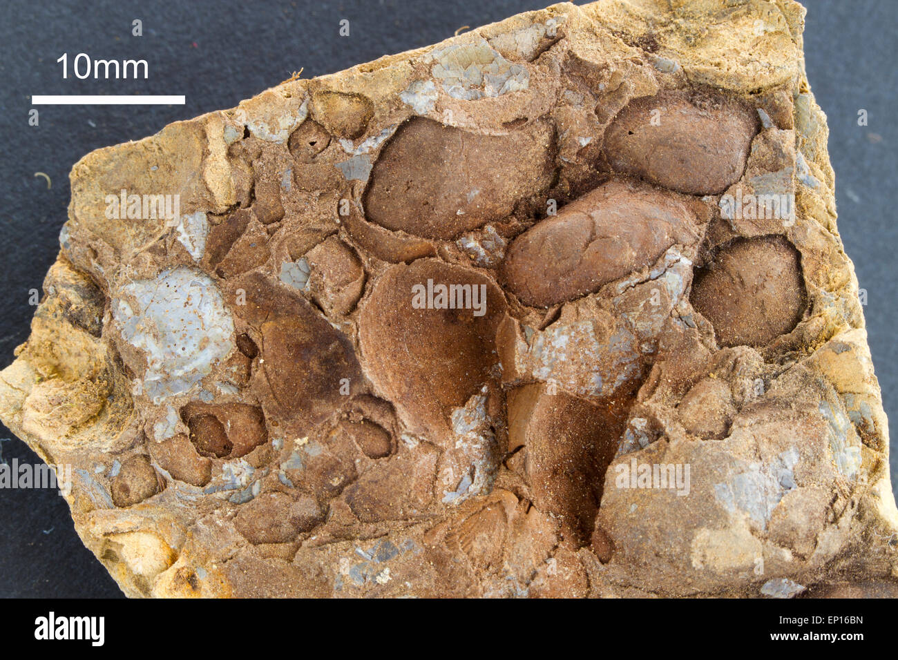 Fossils - accumulation of  Middle-Ordovician bivalves. From the  Llanvirn Series of the Builth-Llandrindod Wells Inlier (470mya) Stock Photo