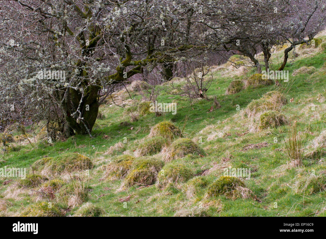 Yellow Meadow Ant (Lasius flavus) nest mounds in a old meadow. Gilfach Farm Reserve. Powys, Wales. March. Stock Photo