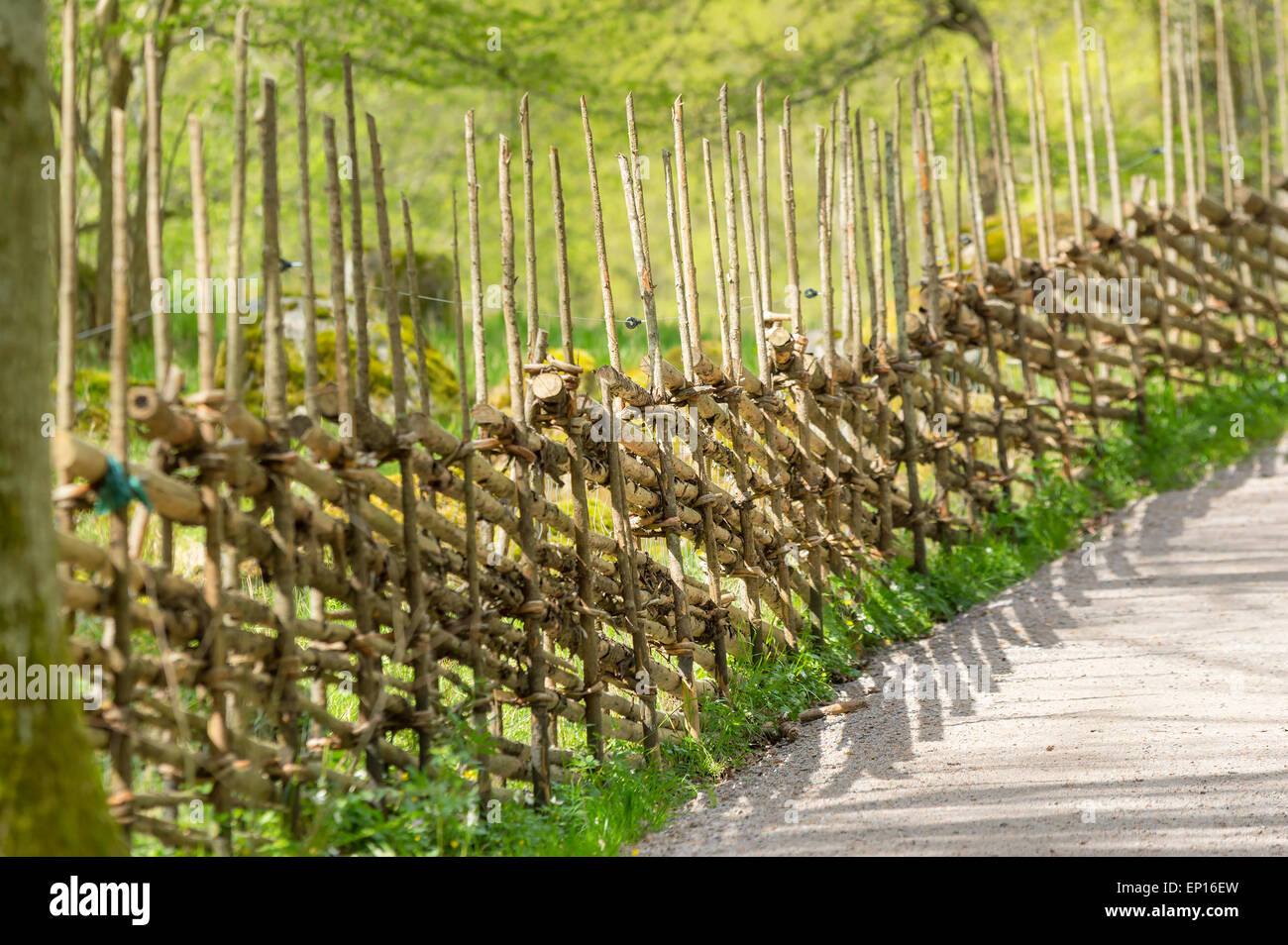 Traditional wooden fence made of spruce and juniper. These kind of fences were the normal way of fencing in Scandinavia in the o Stock Photo