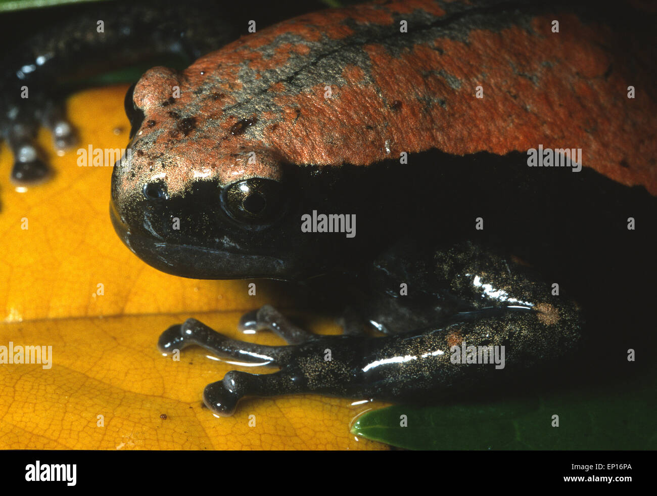 Banded rubber frog (Phrynomantis bifasciatus), Microhylidae, Africa Stock Photo