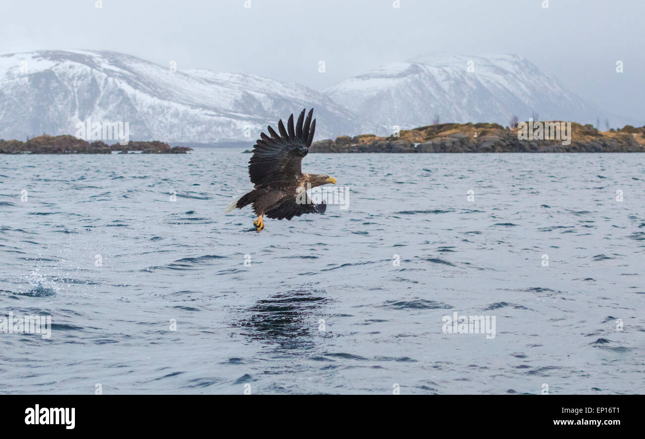 White-tailed eagle, Haliaeetus albicilla, gliding over water with fish in his claws with big mountains in the background and roc Stock Photo