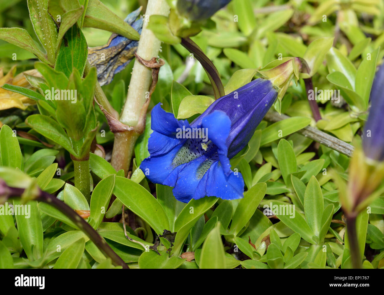 Trumpet or Stemless Gentian Gentiana acaulis Blue Alpine Flower Stock