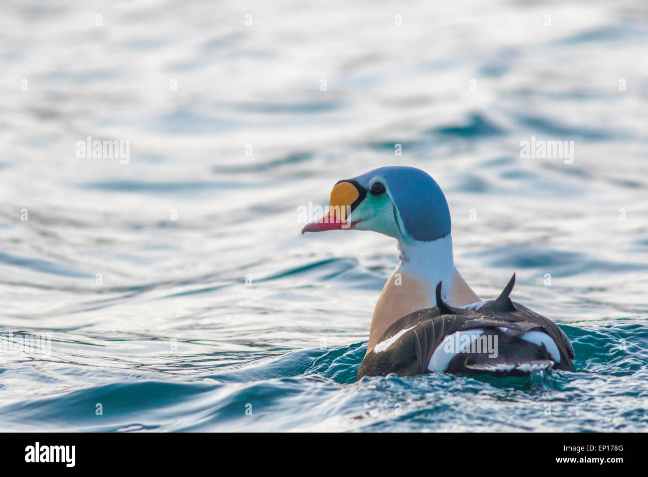 Male King eider, Somateria spectabilis, swimming in Atlantic ocean outside Andenes, Norway and turning his head towards camera Stock Photo