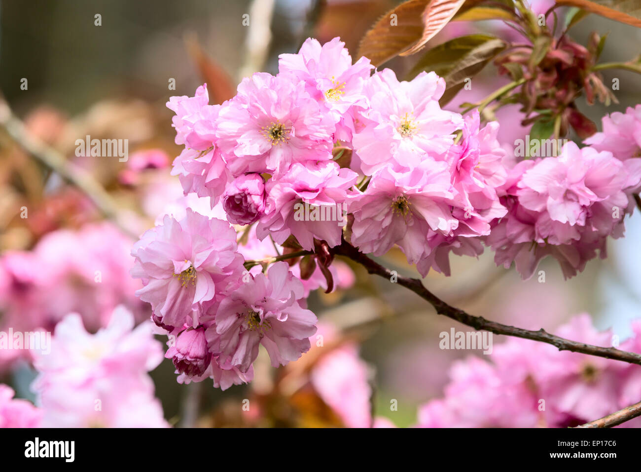 Prunus serrulata or japanese cherry. Here seen blooming up close in rich pink color. This is a double cultivar version. Other na Stock Photo