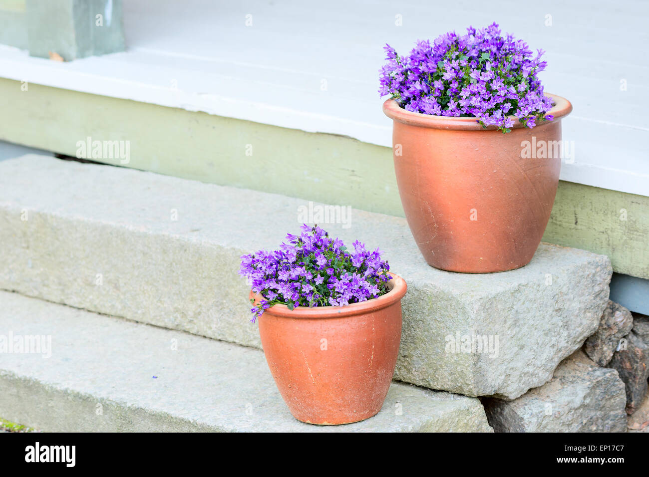 Small purple flowers planted in brown ceramic pots on stone stairs. These are some sort of bellflower (Campanula). Copy space to Stock Photo