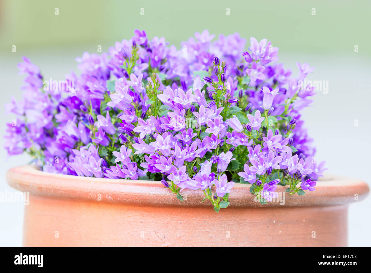 Small purple flowers planted in brown ceramic pots on stone stairs. These are some sort of bellflower (Campanula). Stock Photo