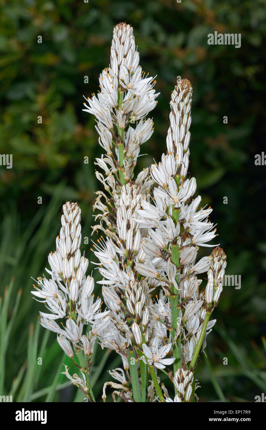 Tall white flower hires stock photography and images Alamy
