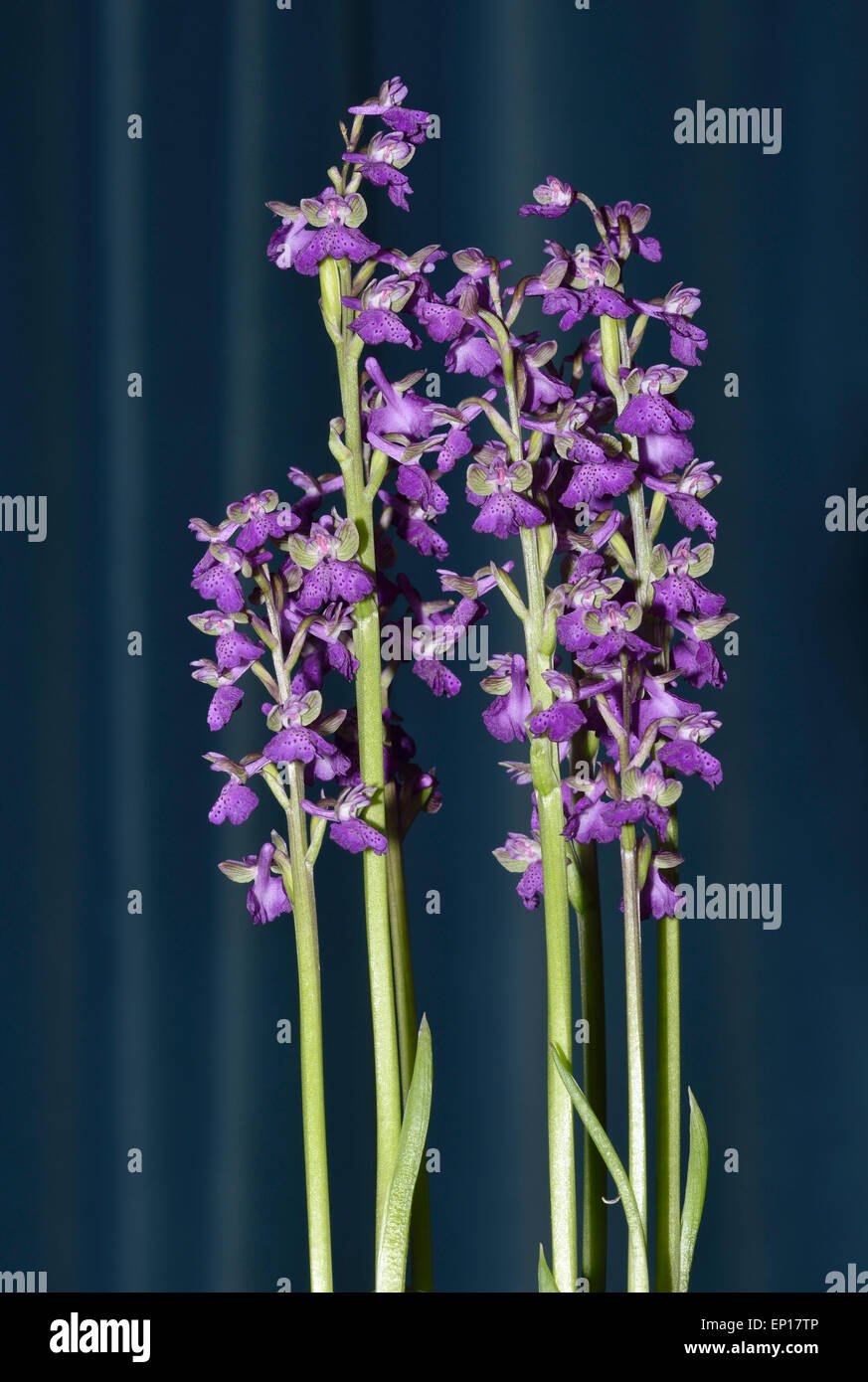 Green-winged Orchid - Anacamptis morio Pot grown at a show Stock Photo
