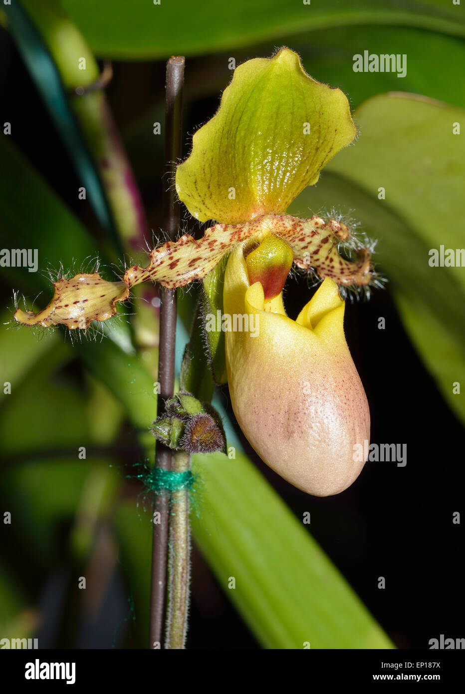 Paphiopedilum Hybrid - Paphiopedilum glaucophylum  Exotic Slipper Orchid Stock Photo