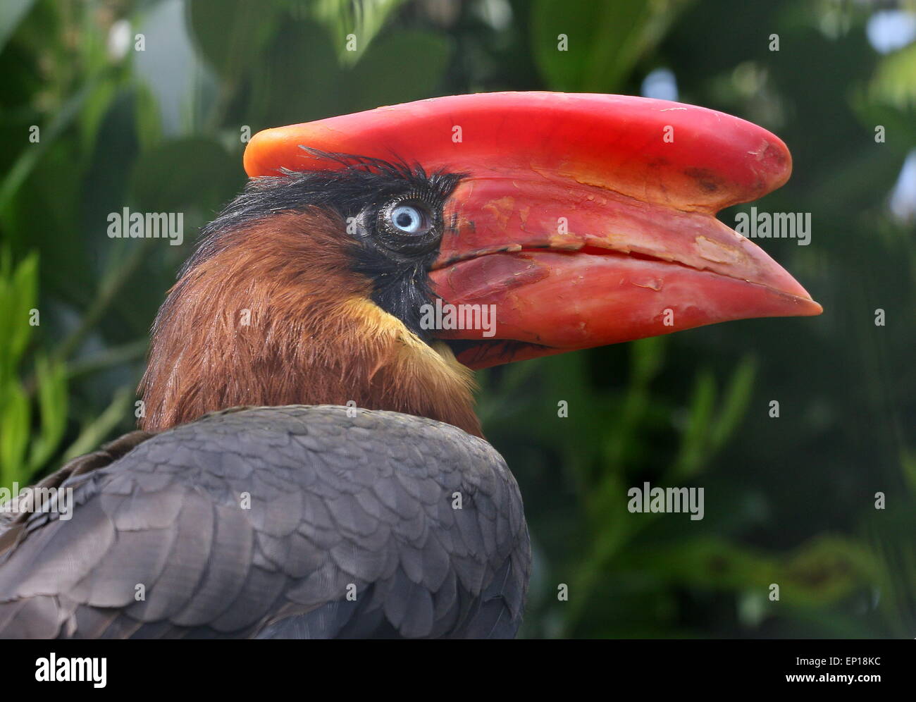 Close-up of the head of an Asian Rufous hornbill (Buceros hydrocorax), also known as Philippine hornbill Stock Photo