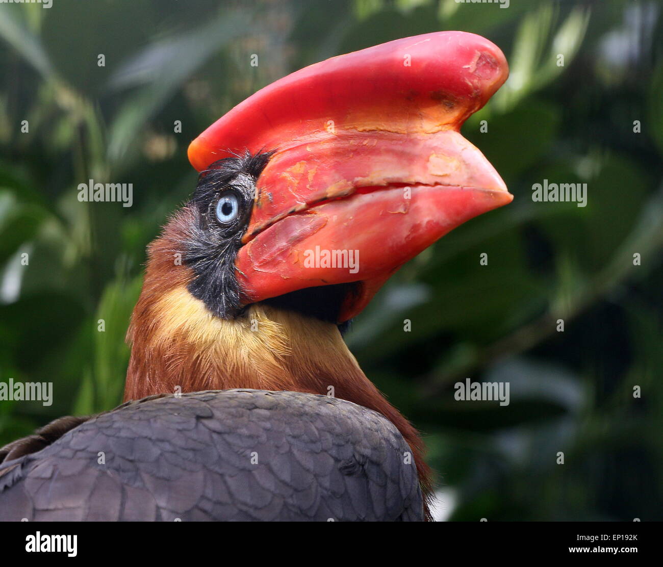 Close-up of the head of a female  Asian Rufous hornbill (Buceros hydrocorax), also known as Philippine hornbill Stock Photo