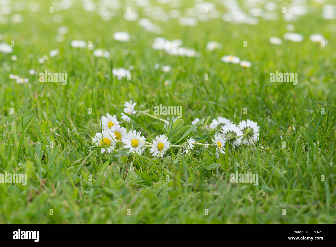 Daisy chain on the grass Stock Photo Alamy