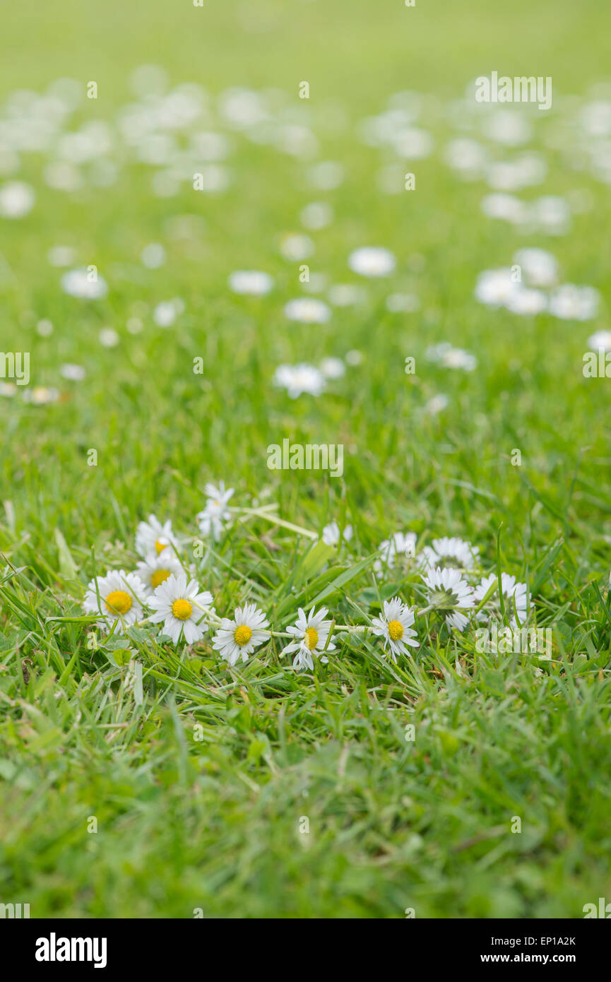 Daisy chain hires stock photography and images Alamy