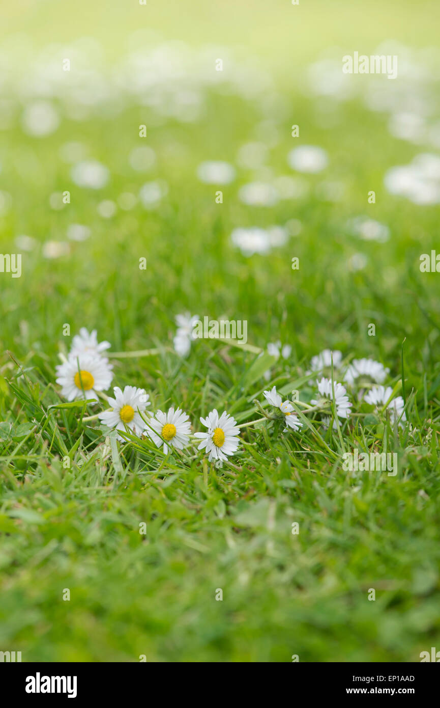 Daisy chain on the grass Stock Photo Alamy