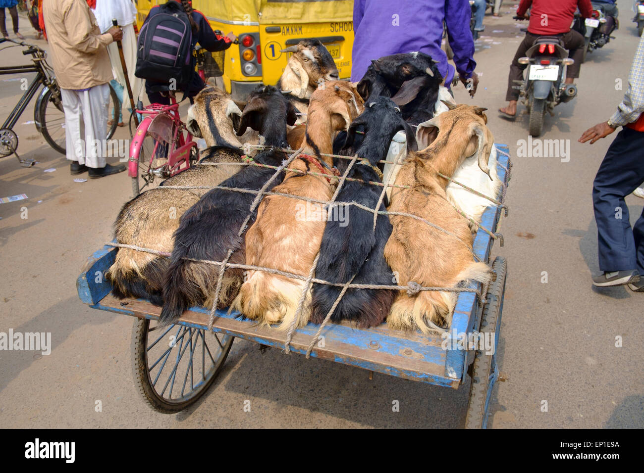 Transporting goats on streets of Varanasi Stock Photo - Alamy